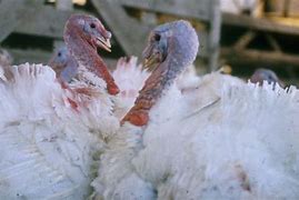 turkeys voting for christmas